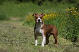 AMSTAFF ADULT 443